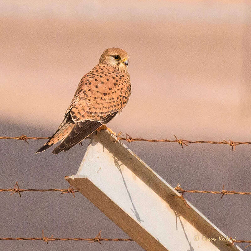 Caption